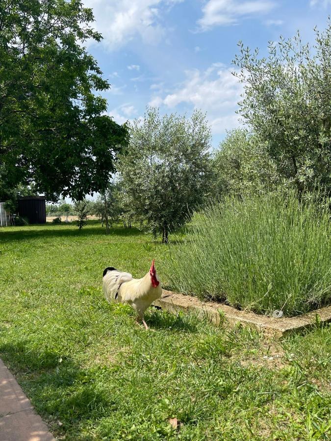 Agriturismo Monteroseo Bedizzole Exteriör bild