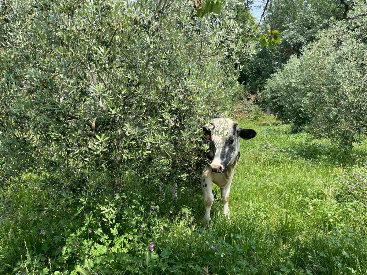 Agriturismo Monteroseo Bedizzole Exteriör bild
